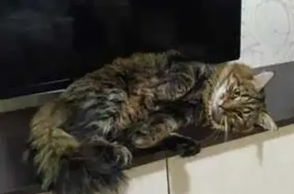 Кошки потеряшки, Подлипки, фото: Потеряшка кошка Яша, Жукова 28, Одинцово