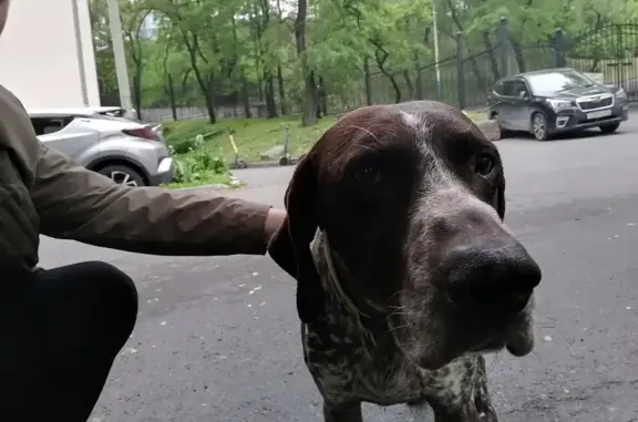 Найдена собака, Верхнепортовая, Владивосток
