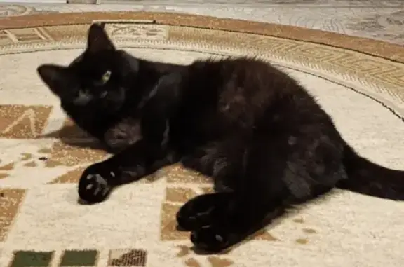 Пропала черная кошка, Республиканская, 52