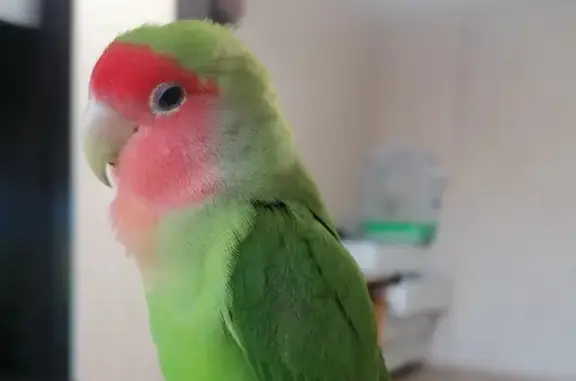 Пропал попугай: Пятиморская, 26