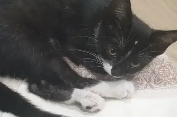 Найдена кошка, Сириус, фото: Найден котёнок, ул. Акаций, Сириус