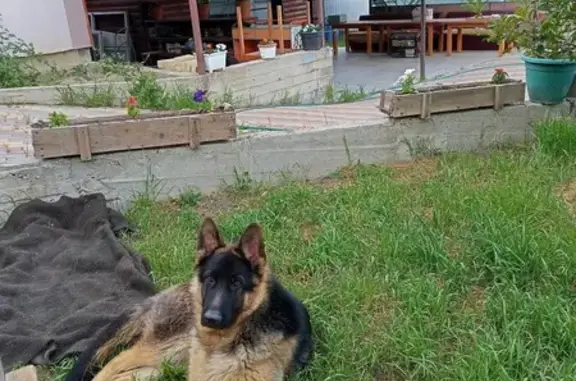 Собаки потеряшки, Куток, фото: Потеряшка собака: Анапа, СОТ Колосс, 23