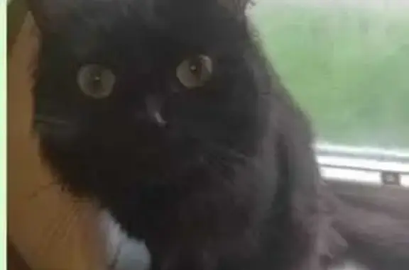Пропал кот Чёрный: ул. Мира, 1