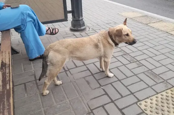 Найдена собака: Шатурская ул., Васильково