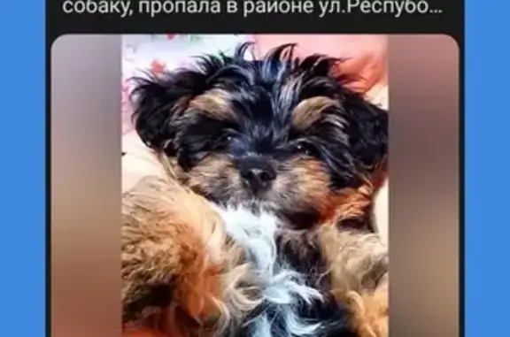 Пропала собака: Республиканская, Вологда
