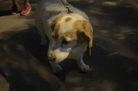 Найдена собака, Байкальская 201