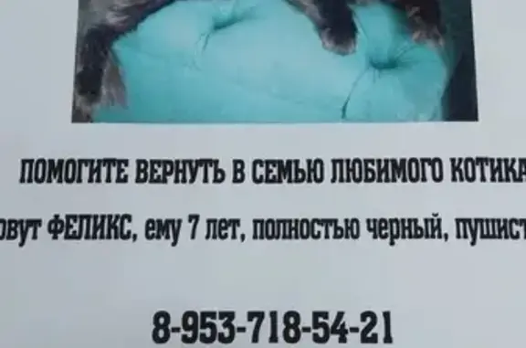 Потерянные животные Тамбов, фото: Пропал чёрный кот, Пензенская ул. 19