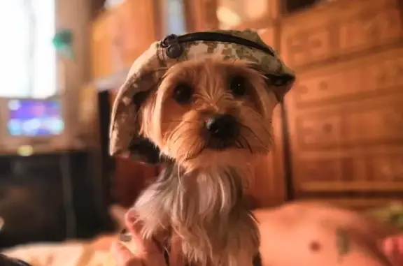 Собаки потеряшки, Воронеж, фото: Потеряшка собака Йорк, Воронеж, ул. Невского 1А