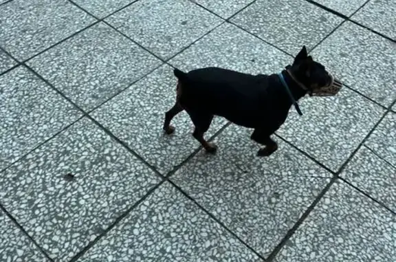 Найдена собака: Купчинская ул., 30 к3