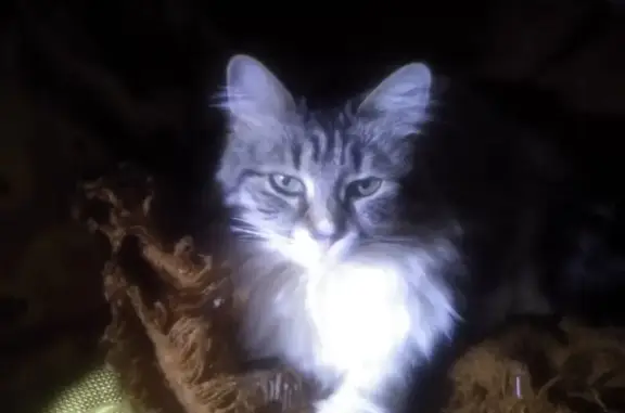 Пропала кошка: Луначарского, 72 к2