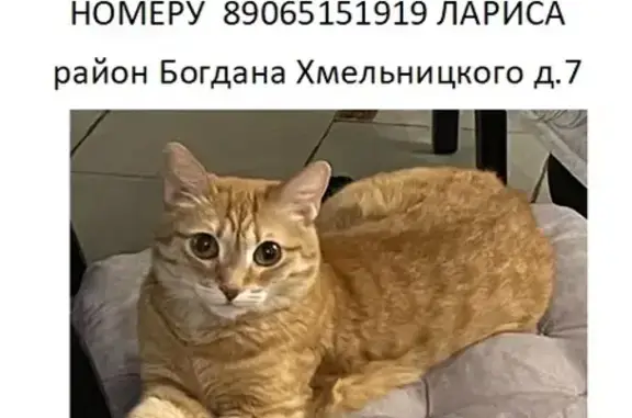 Пропала кошка Фиби, ул. Хмельницкого, 7А