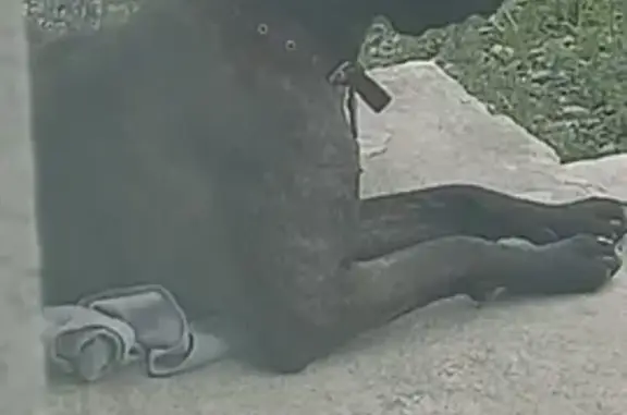 Собаки потеряшки, , фото: Потеряшка собака: Изумрудная ул., 30