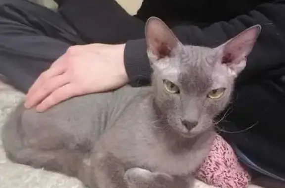 Кошки потеряшки, Ижевск, фото: Потеряшка кошка: Ипподромная, 77А, Ижевск