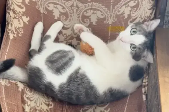 Пропала кошка: Гастелло, 32, Красноярск