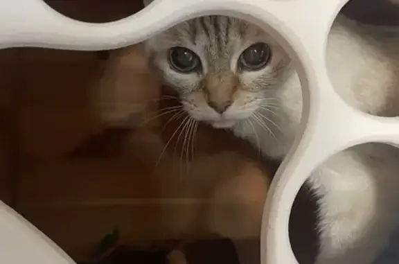 Объявления о пропавших и найденных животных, Санкт-Петербург, фото: Найдена кошка у КАД, СПб