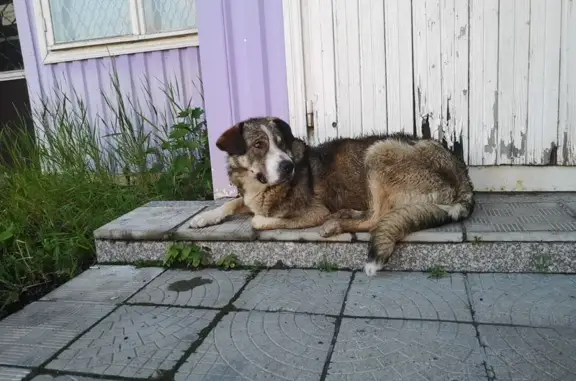 Найдена собака: Сосновский пер., 15