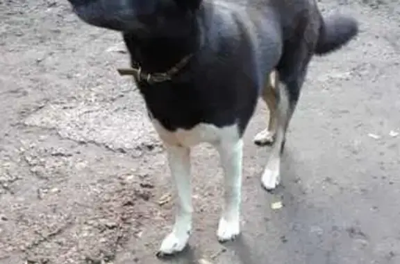 Найдена собака: Коммунистическая, Уфа