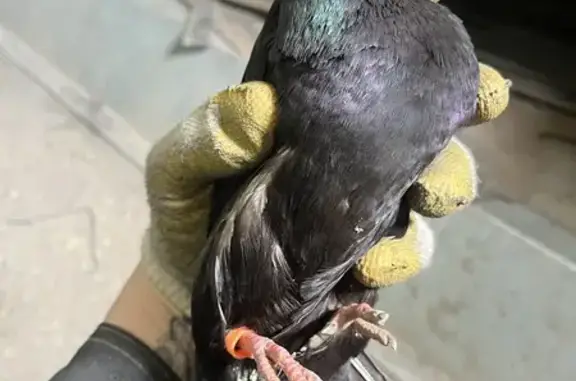 Найдена птица на Сухумской, 72, Пенза