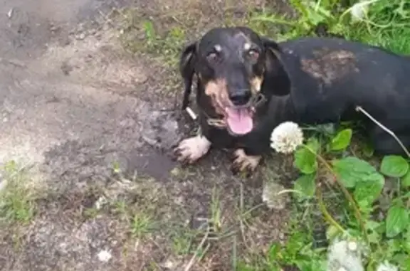 Найдена собака: Красноперевальский, 2