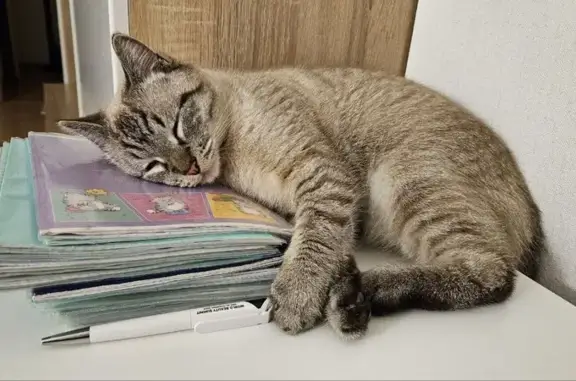 Кошки потеряшки, Санкт-Петербург, фото: Потеряшка кошка: Меншиковский пр., 5к3