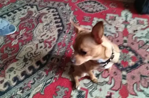 Собаки потеряшки, , фото: Потеряшка Ральф, Моздок