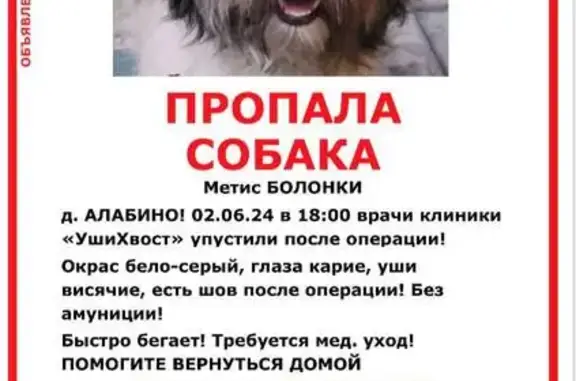 Пропала собака на Киевском ш., Софьино