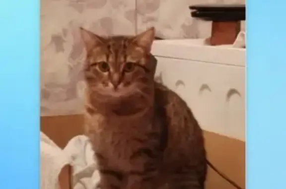 Пропала кошка: Зудова, 21, Челябинск