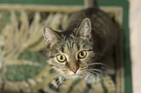 Пропала кошка: Ломоносова, 42, Чита