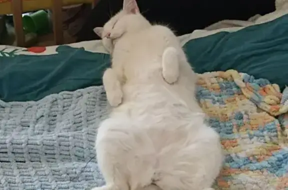 Кошки потеряшки, Санкт-Петербург, фото: Потеряшка кошка Сима, Сампсониевский, 53