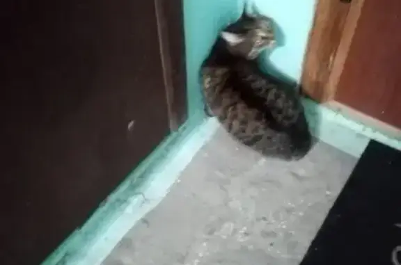 Кошка спасена на Ленинского Комсомола, 1