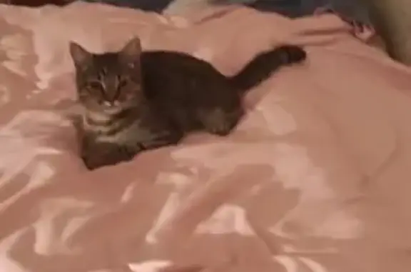 Кошки потеряшки, Асошники, фото: Потеряшка кошка Василиса, 46Н-05218