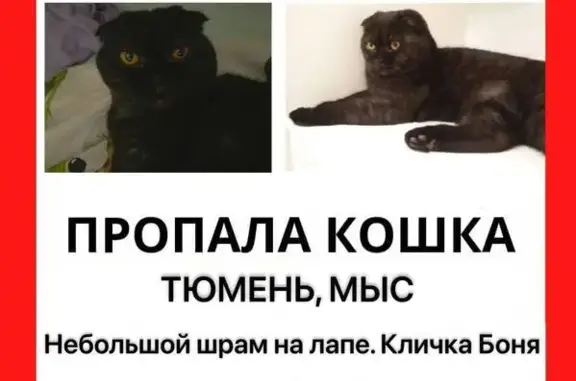 Пропала кошка Боня, ул. Ершова, Тюмень