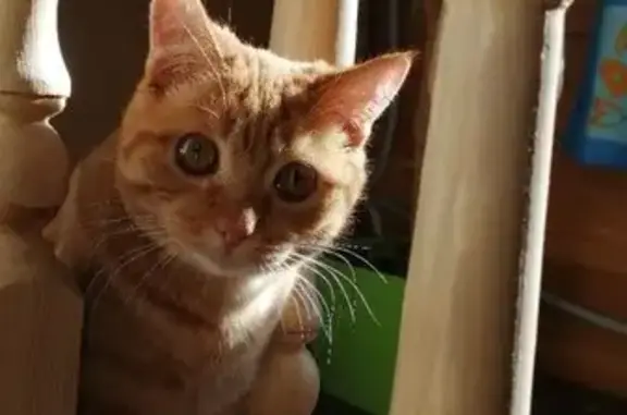 Кошки потеряшки, Саянск, фото: Потеряшка рыжая кошка, Саянск