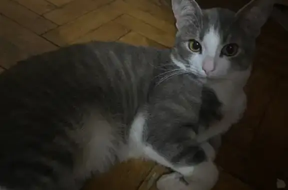 Пропала кошка: Бутлерова, 10, Мск