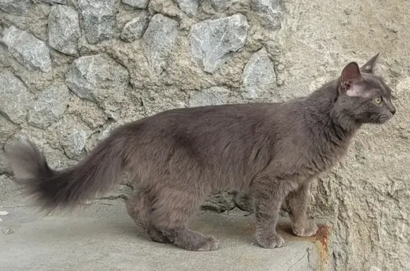 Найдена кошка ул. Народной Воли, Екб