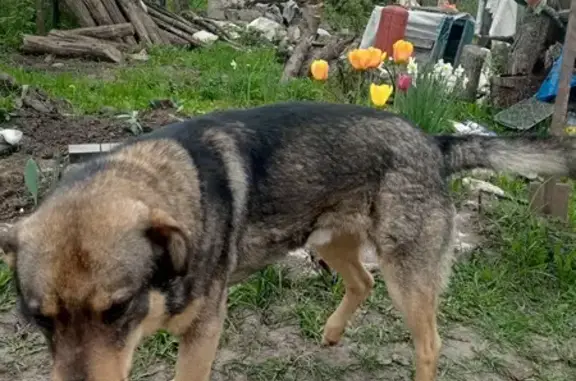 Пропала собака в Туле, ошейник, 2 года