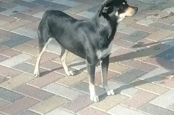 Найдена собака: Октябрьской Рев., 32