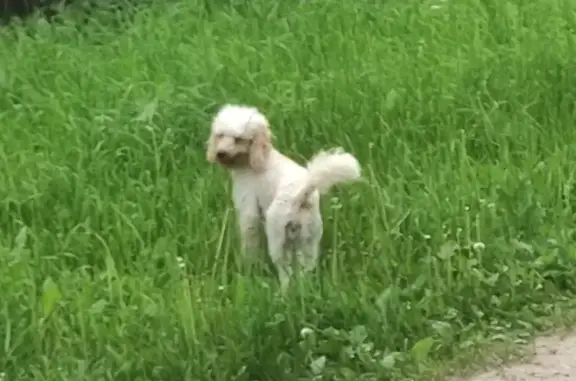 Найдена собака в Алопово, Калужская