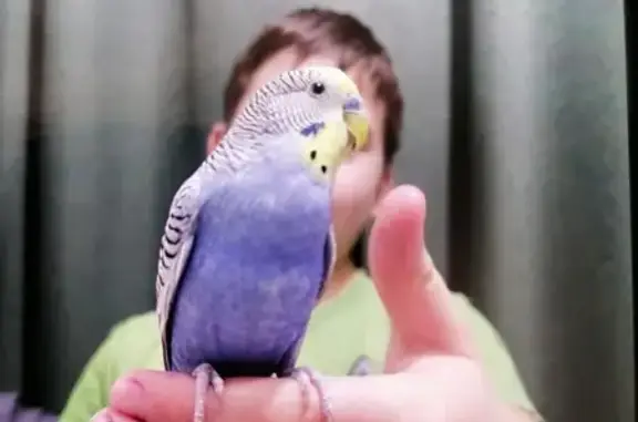 Объявления о пропавших и найденных животных, Сургут, фото: Пропал попугай Рики, Энергетиков, 37