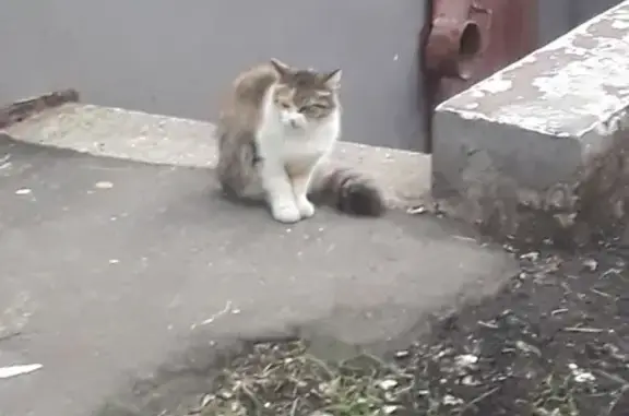 Кошка найдена: Сходненская, Москва