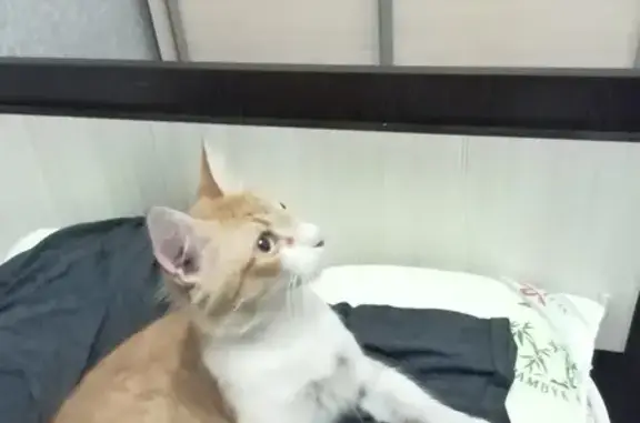 Найденные животные Ростов-на-Дону, фото: Найдена кошка, Тракторная 50А