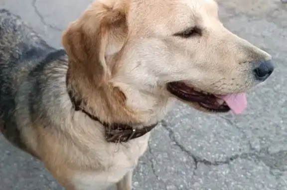Найдена собака: Витимский пер., Томск