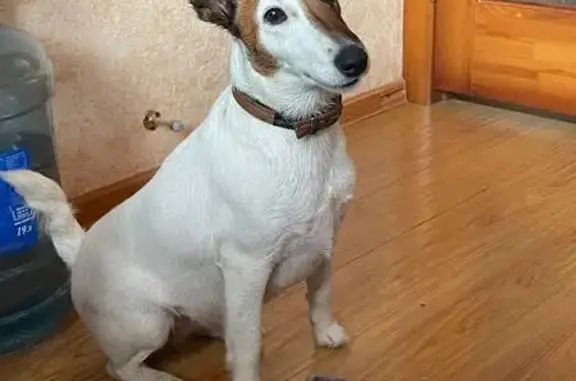 Найдена собака, ул. Крупской, 75, Пермь
