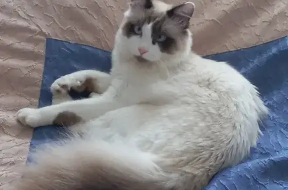 Кошки потеряшки, Обоянь, фото: Потеряшка кошка, Красноармейская, Обоянь