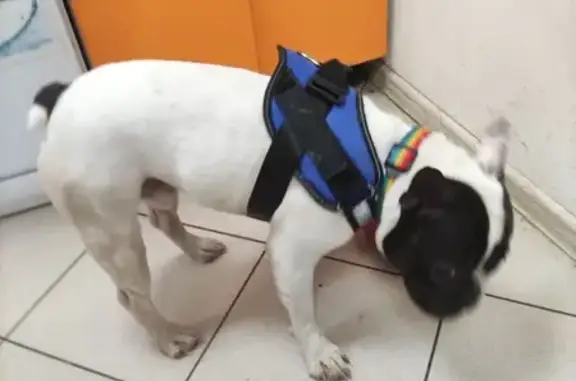 Найдена собака, Красноярск, фото: Найден бульдог ул. Молокова, 19