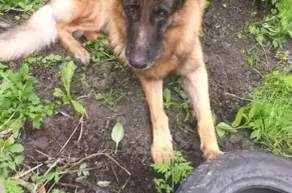 Найдена собака: С. Перовской, 37, Мурманск