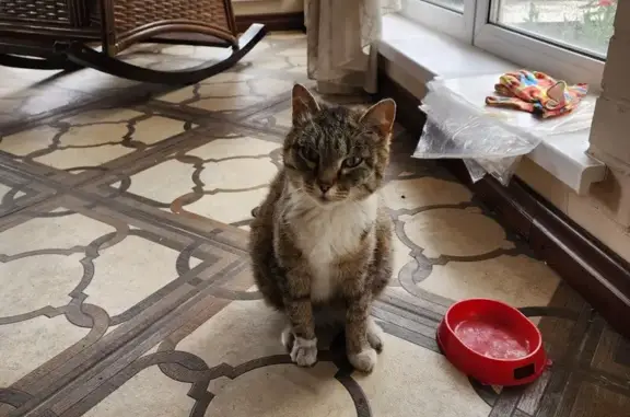 Найдена кошка, Емельяново, фото: Найдена кошка, Емельяново, ранена лапка