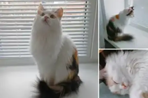 Кошки потеряшки, Увинский район, фото: Потеряшка кошка в Удмуртии