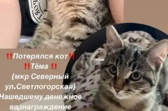 Пропала кошка: Светлогорская, Красноярск
