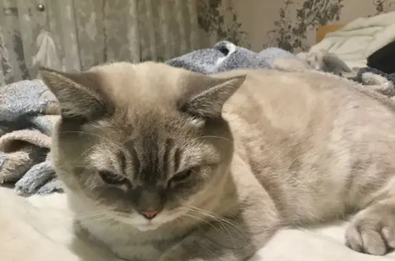 Кошки потеряшки, Великий Новгород, фото: Потеряшка кошка: Инженерная ул., 3